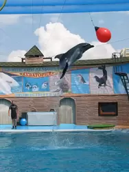 Достопримечательности Сочи: дельфинарий