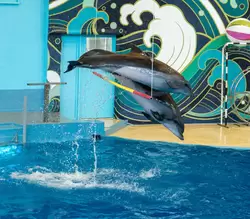 Достопримечательности Сочи: дельфинарий «Ривьера»