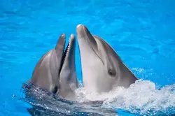Дельфинарий «Немо», фото 3