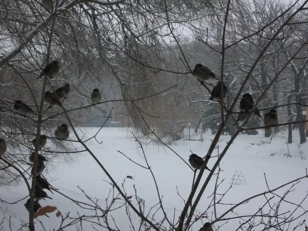 Саратов. В городском парке