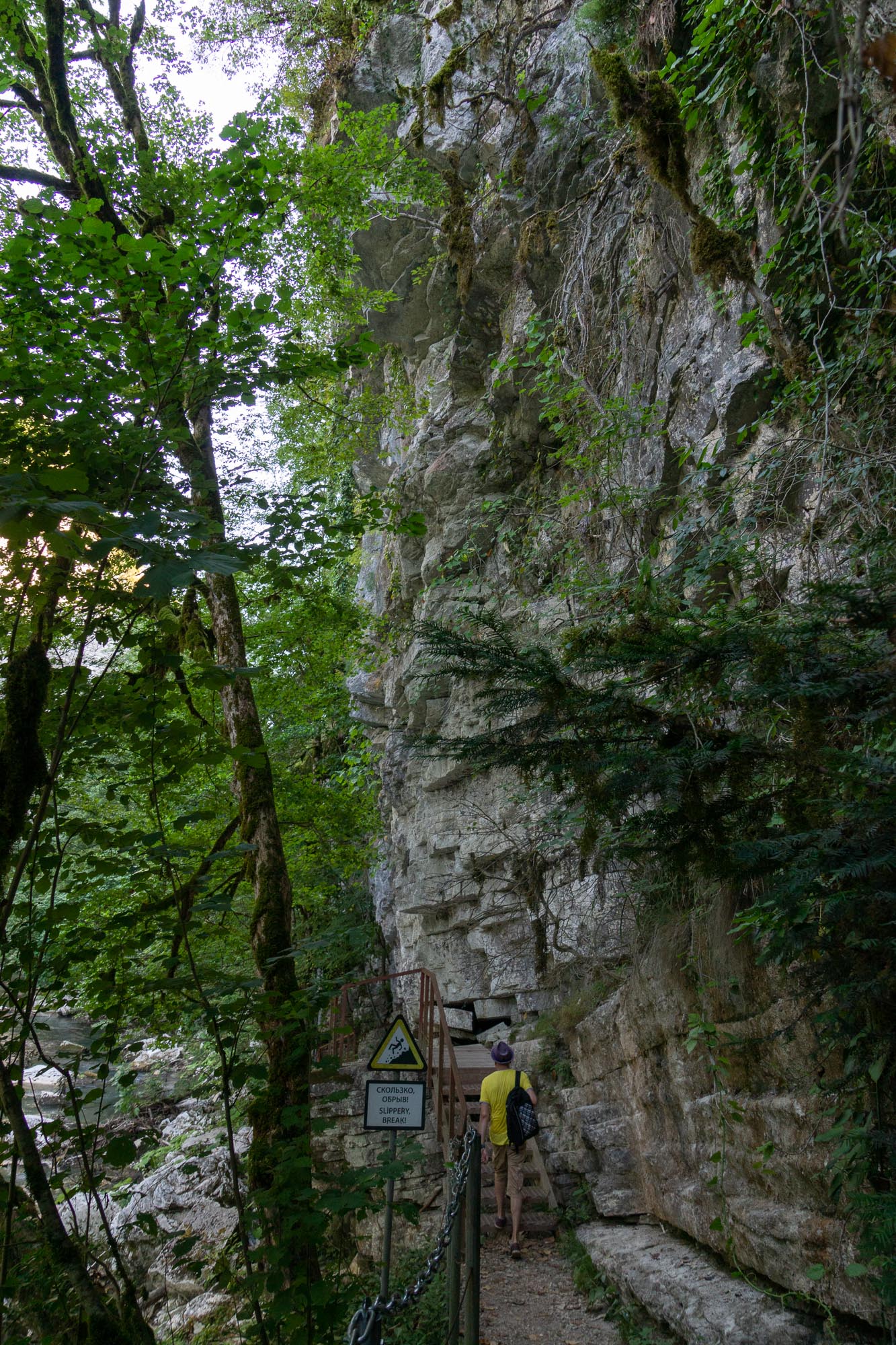 Тисо-Самшитовая роща, фото 52 Тисо-Самшитовая роща, фото 52