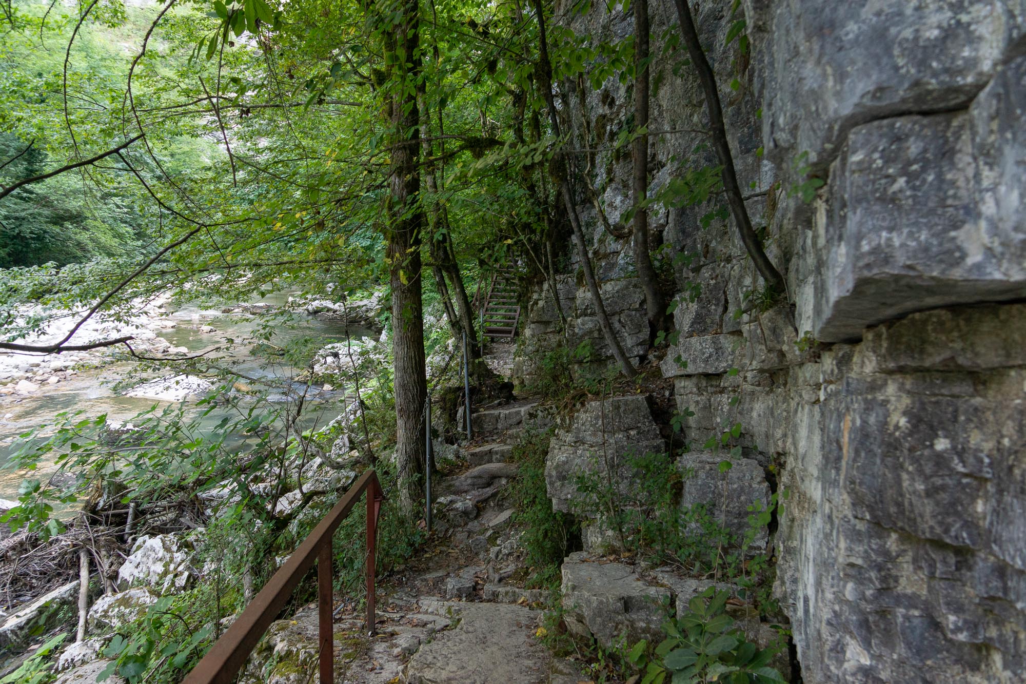Тисо-Самшитовая роща, фото 53 Тисо-Самшитовая роща, фото 53