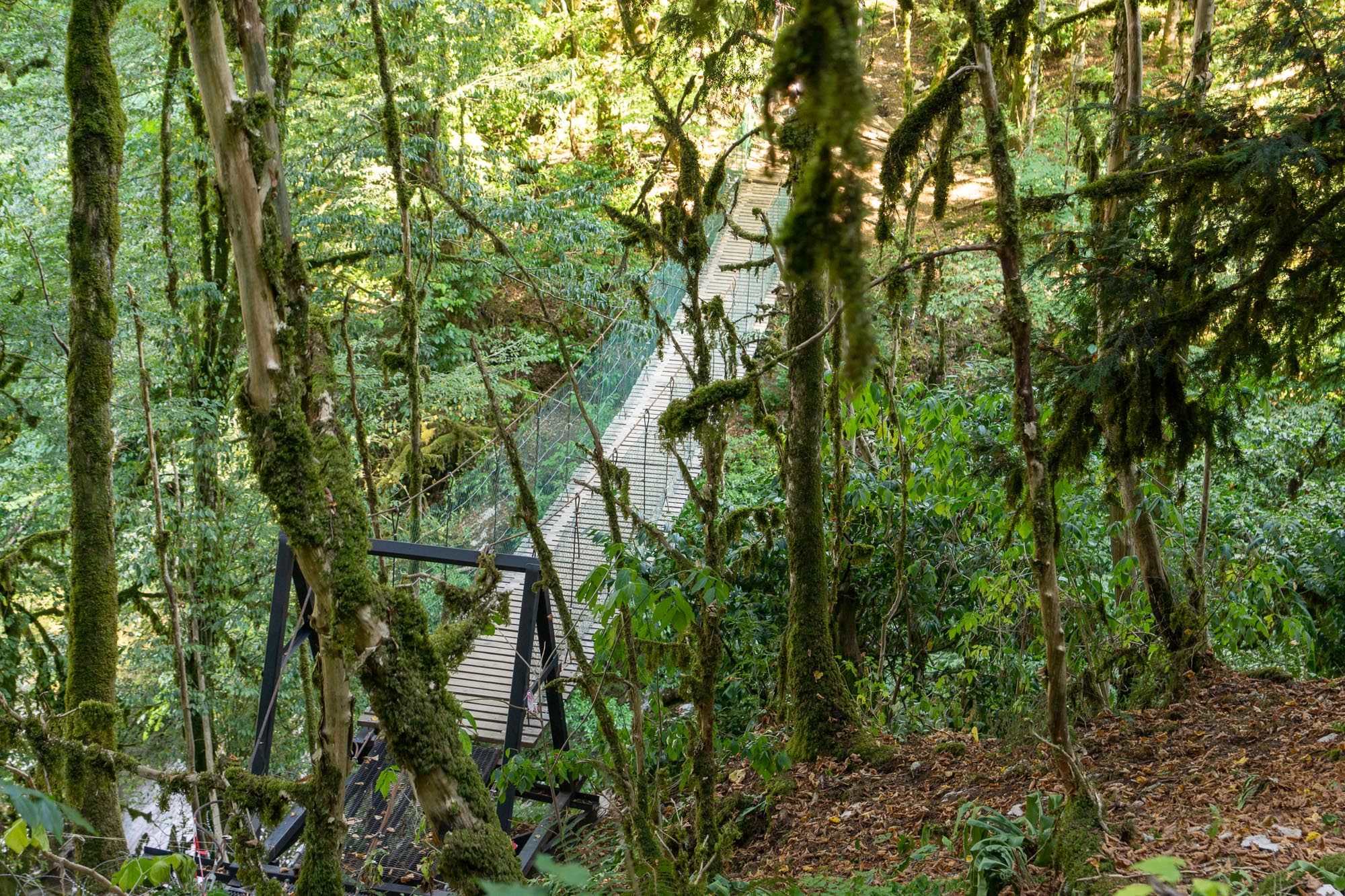 Подвесной мост в Тисо самшитовой роще