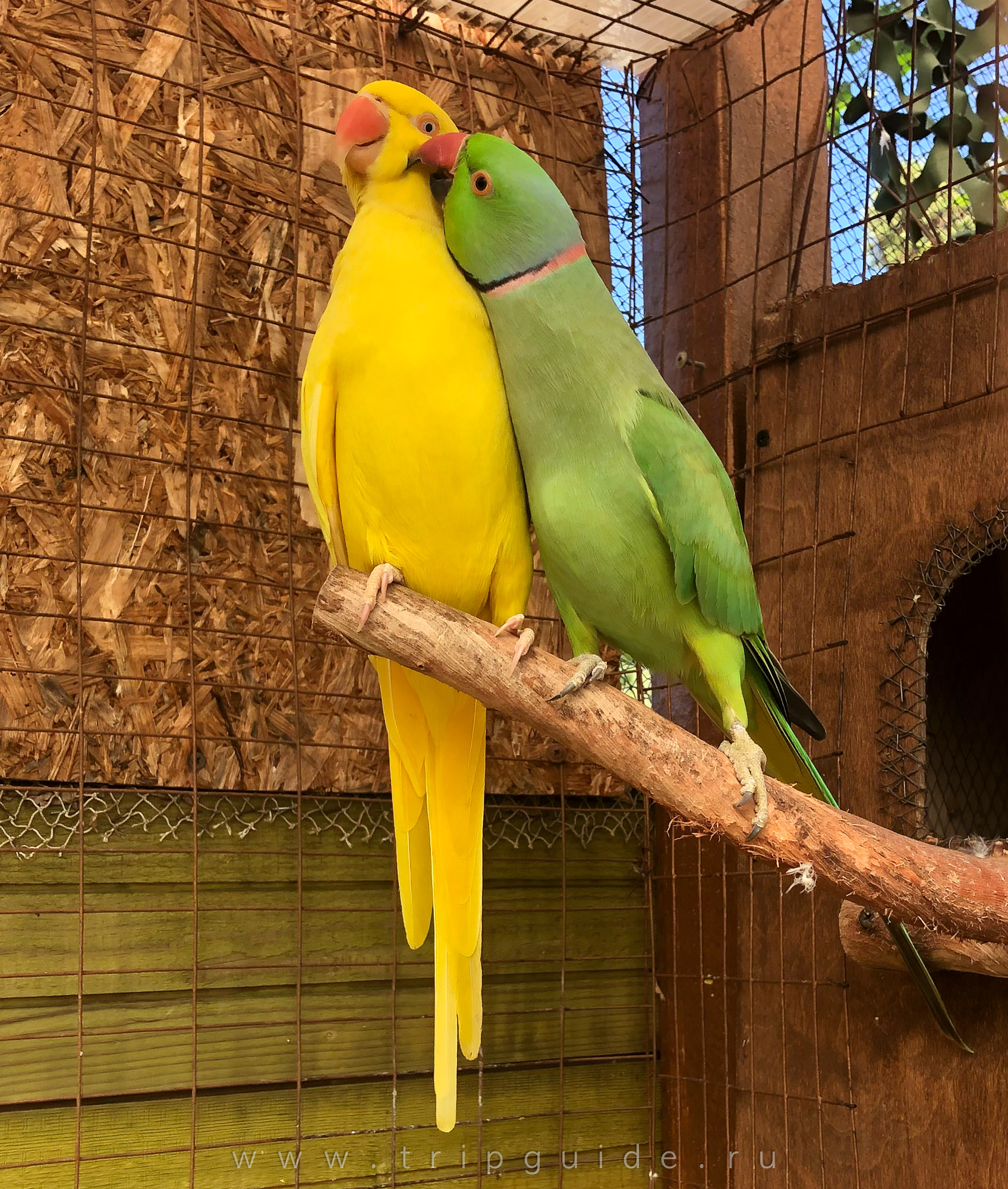 Купить среднего попугая. Ожереловый попугай. Ожереловый попугай голубой. Ожереловый попугай зеленый. Ожереловый попугай желтый.