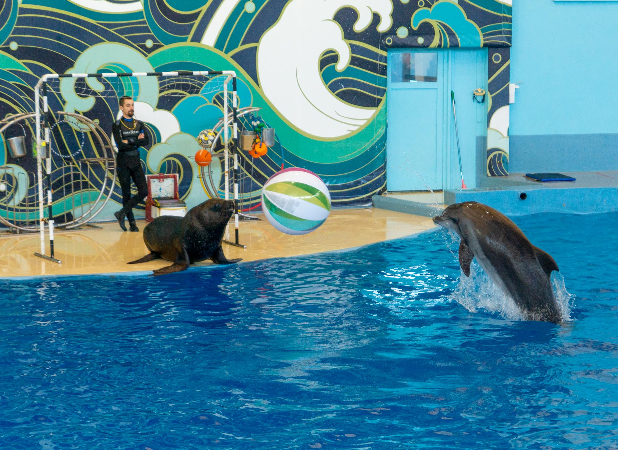 Дельфинарий сочи парк