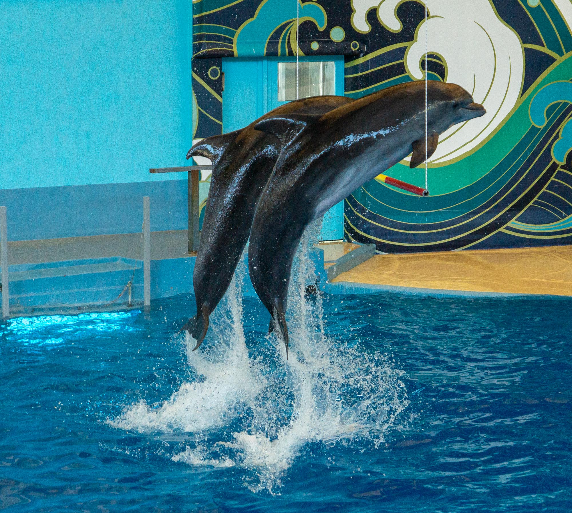 Фото дельфинарий в ростове на дону