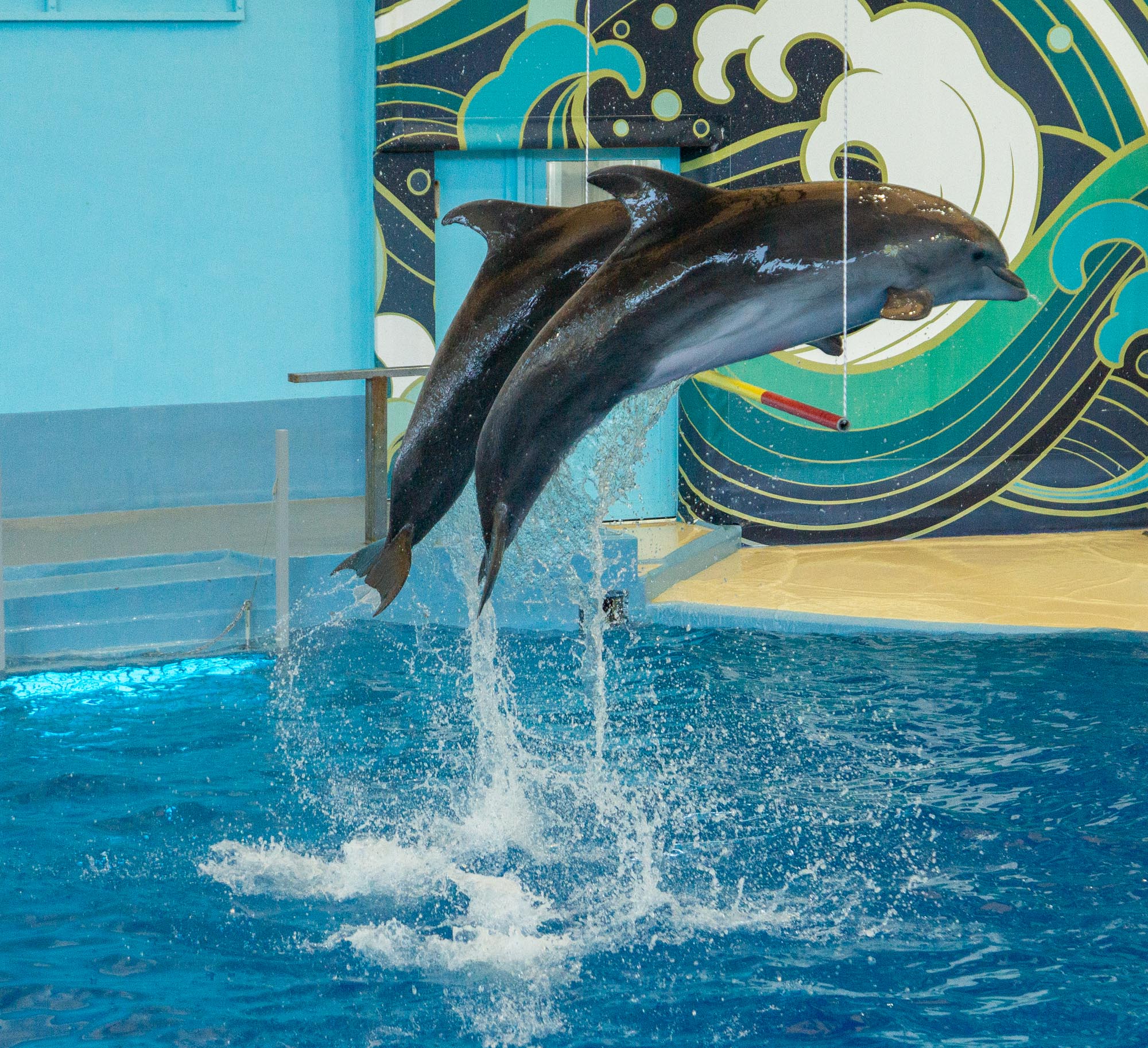 Дельфинарий сочи цена 2024 расписание