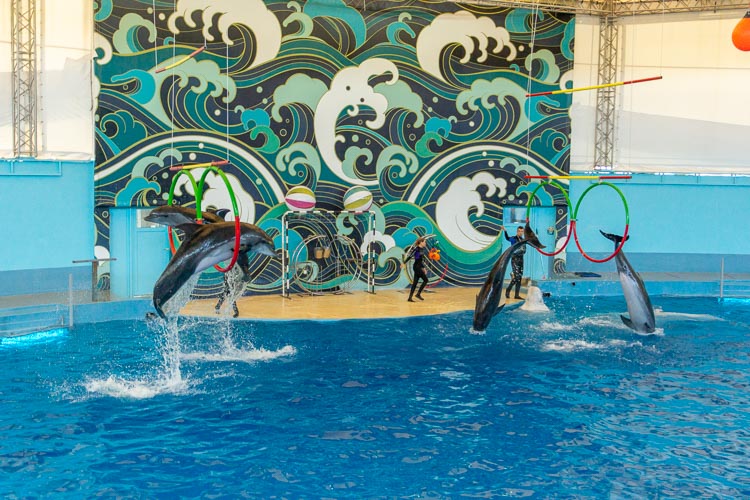 Дельфинарий сочи цена 2024 расписание. Ярославский дельфинарий фотозона.
