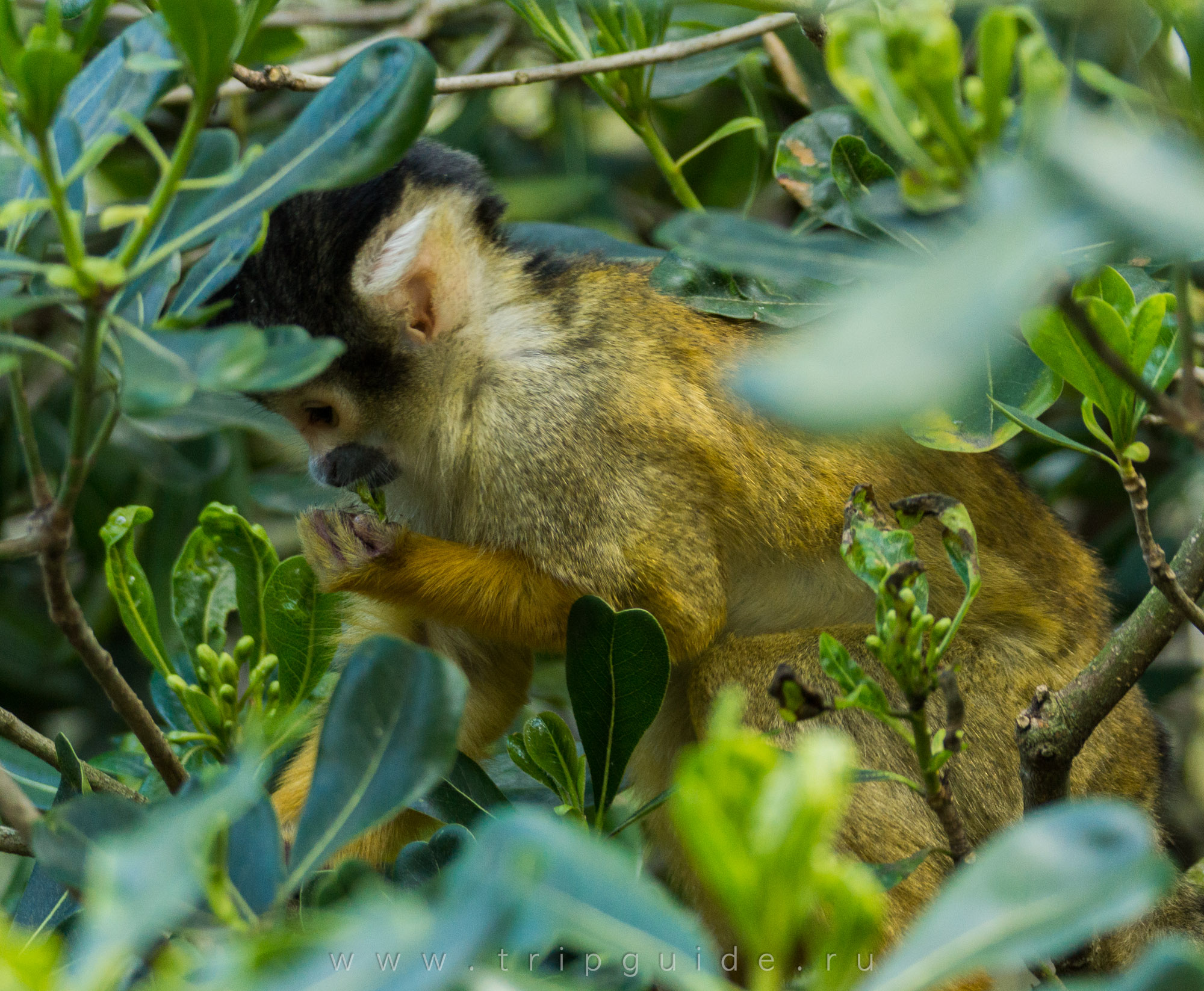 Саймири (Black-capped squirrel monkey) — зоопарк Лондона