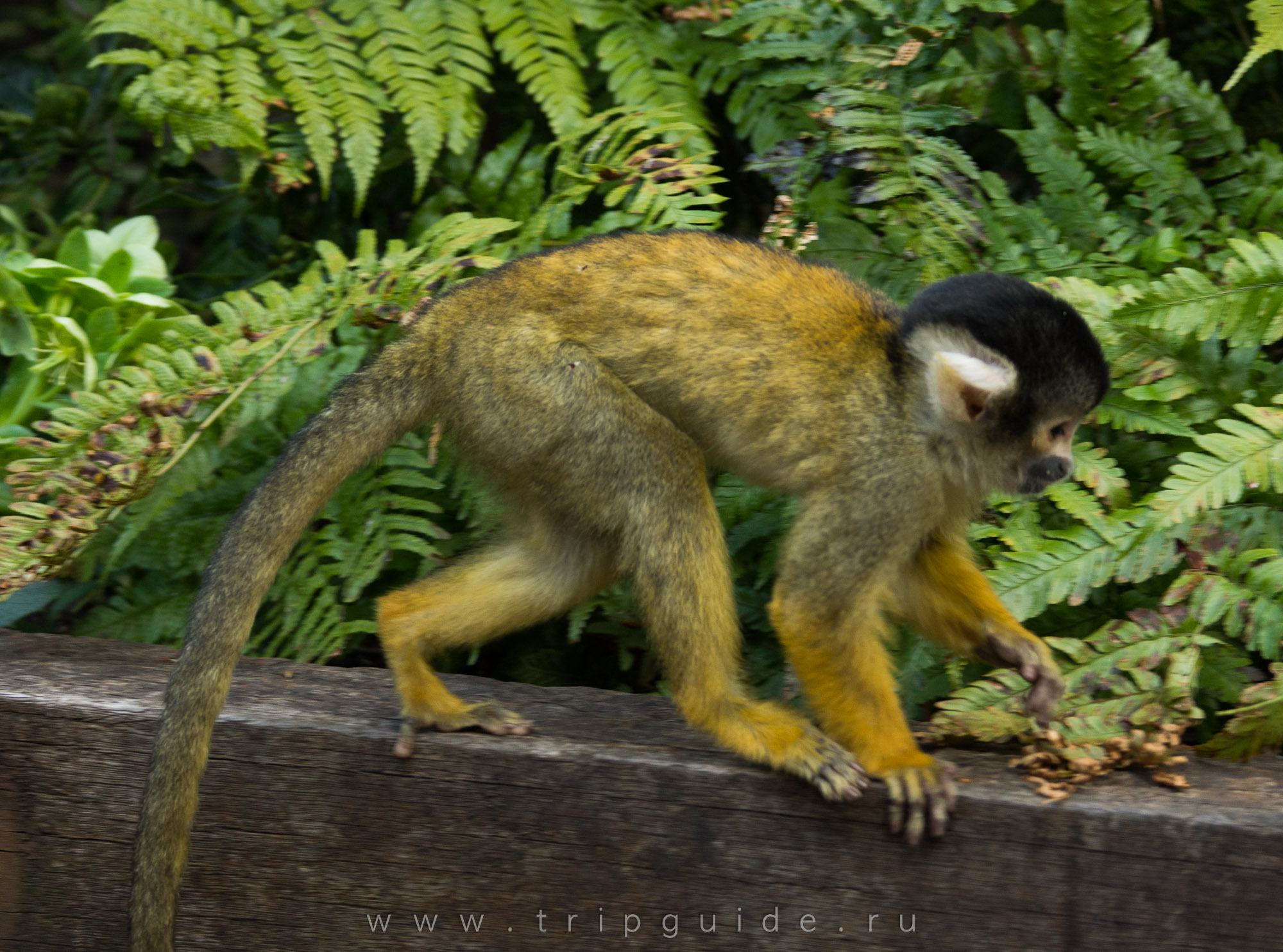 Саймири (Black-capped squirrel monkey)