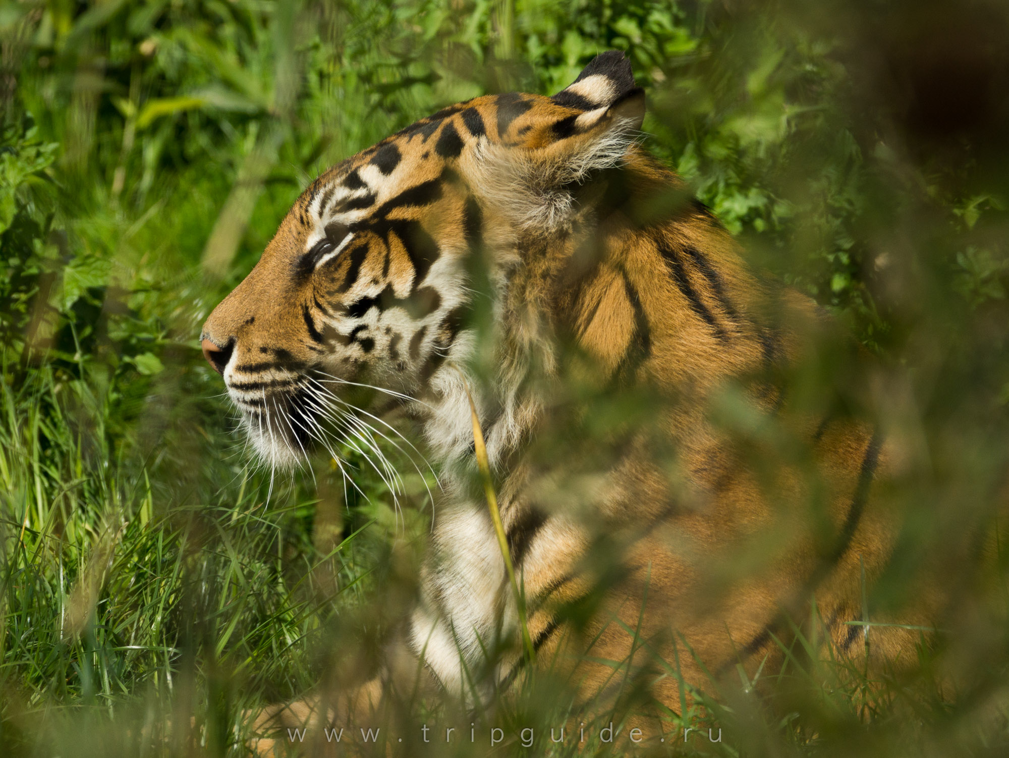 Суматранский тигр (Sumatran tiger) в зоопарке Лондона