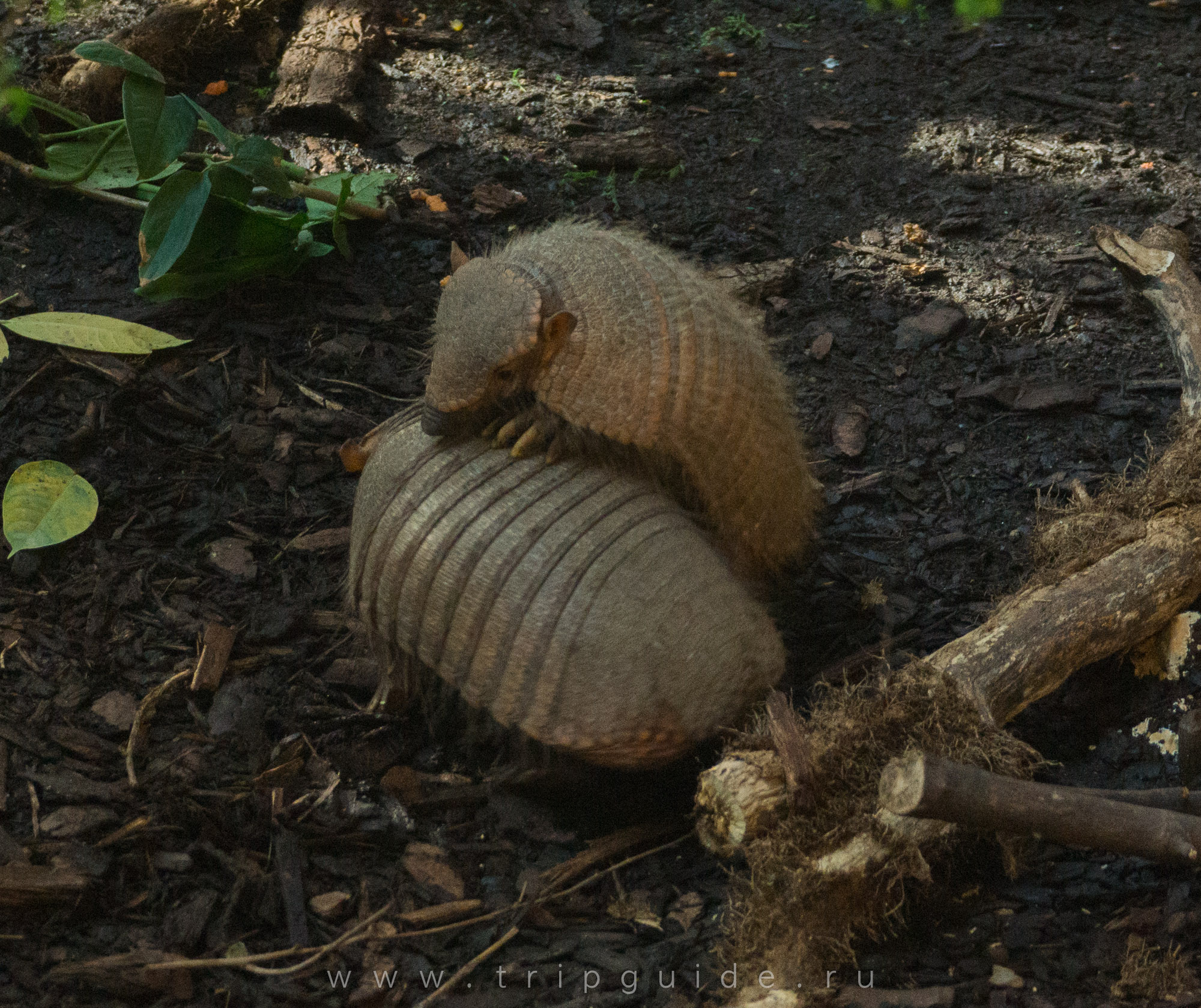 Щетинистый броненосец (Larger hairy armadillo) — зоопарк Лондона