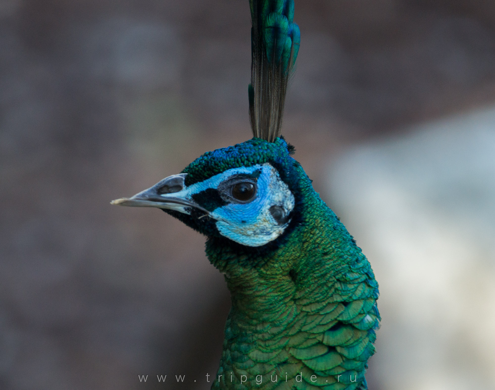 Зелёный павлин (Green peafowl) в зоопарке Лондона