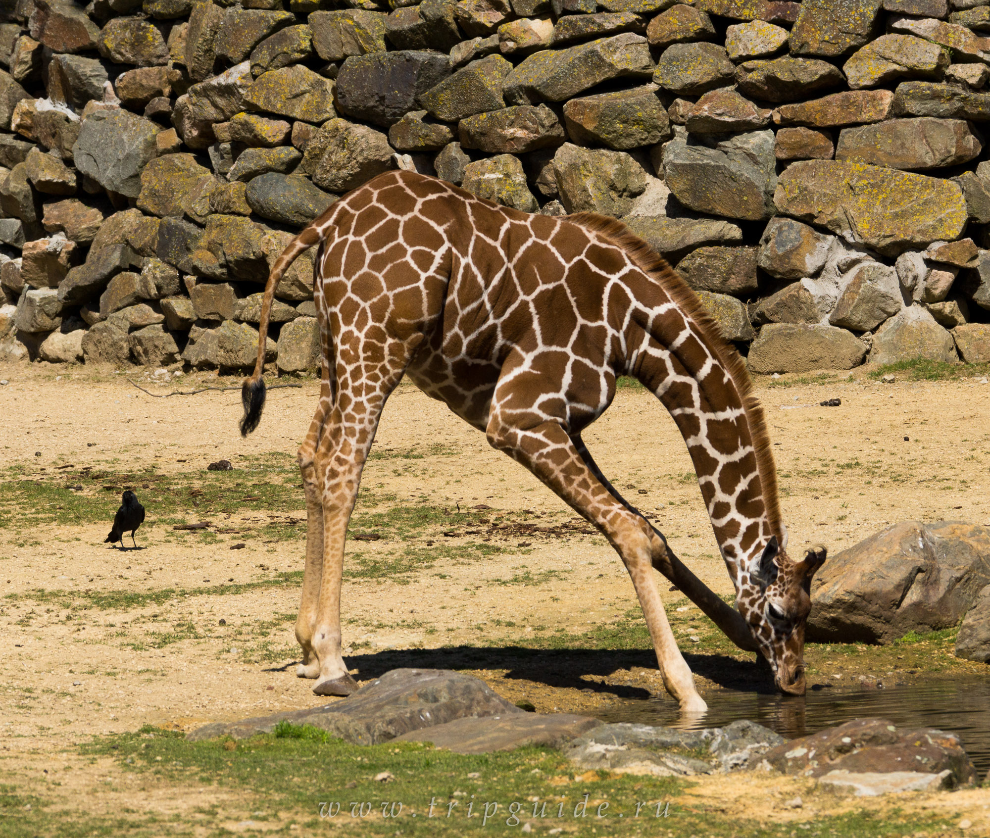 Сетчатый жираф фото