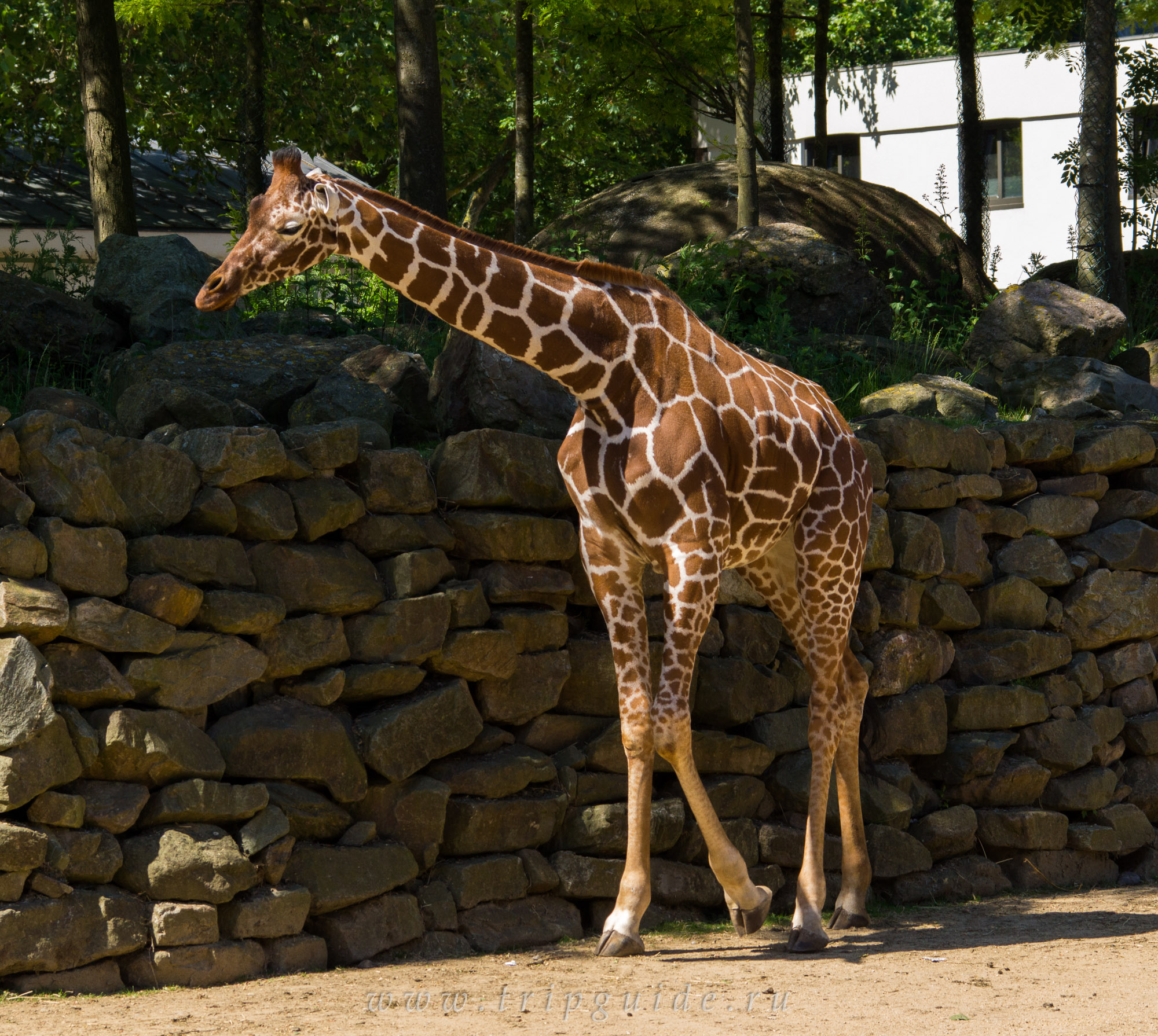 Зоопарк жираф
