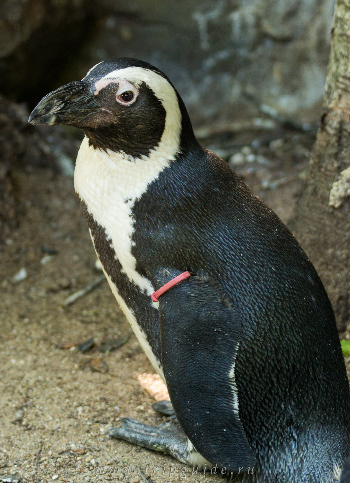 Обыкновенный очковый Пингвин
