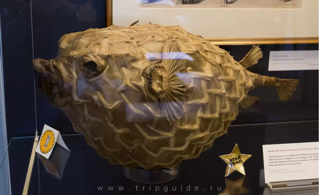Рыба-пузырь (Chilomycterus reticulatus) — высушенный экземпляр 17 века, был включен в коллекцию Музея Ашмолеан (Ashmolean museum) во время его основания — Музей истории и науки в Оксфорде