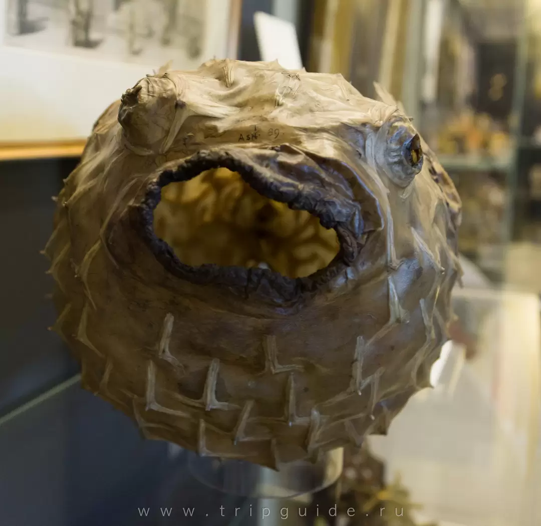 Рыба-пузырь (Chilomycterus reticulatus) — высушенный экземпляр 17 века, был включен в коллекцию Музея Ашмолеан (Ashmolean museum) во время его основания — Музей истории и науки в Оксфорде