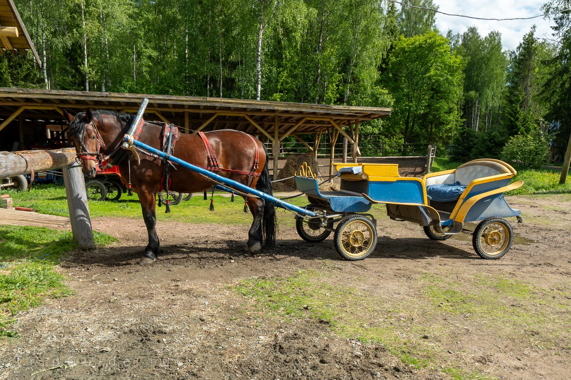 Лошадка с каретой в деревне Мандроги Лошадка с каретой в деревне Мандроги