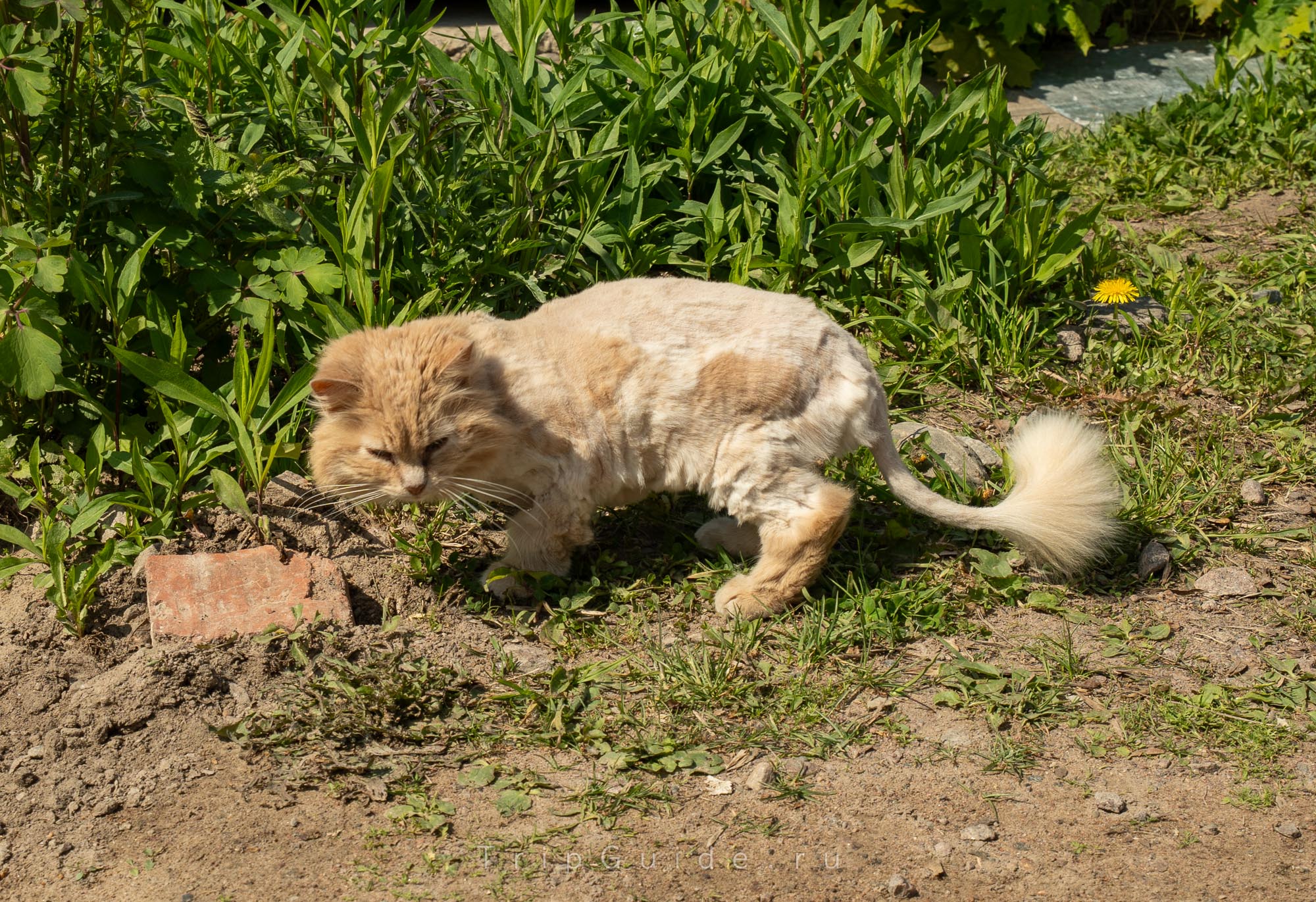 Подстриженный кот Подстриженный кот