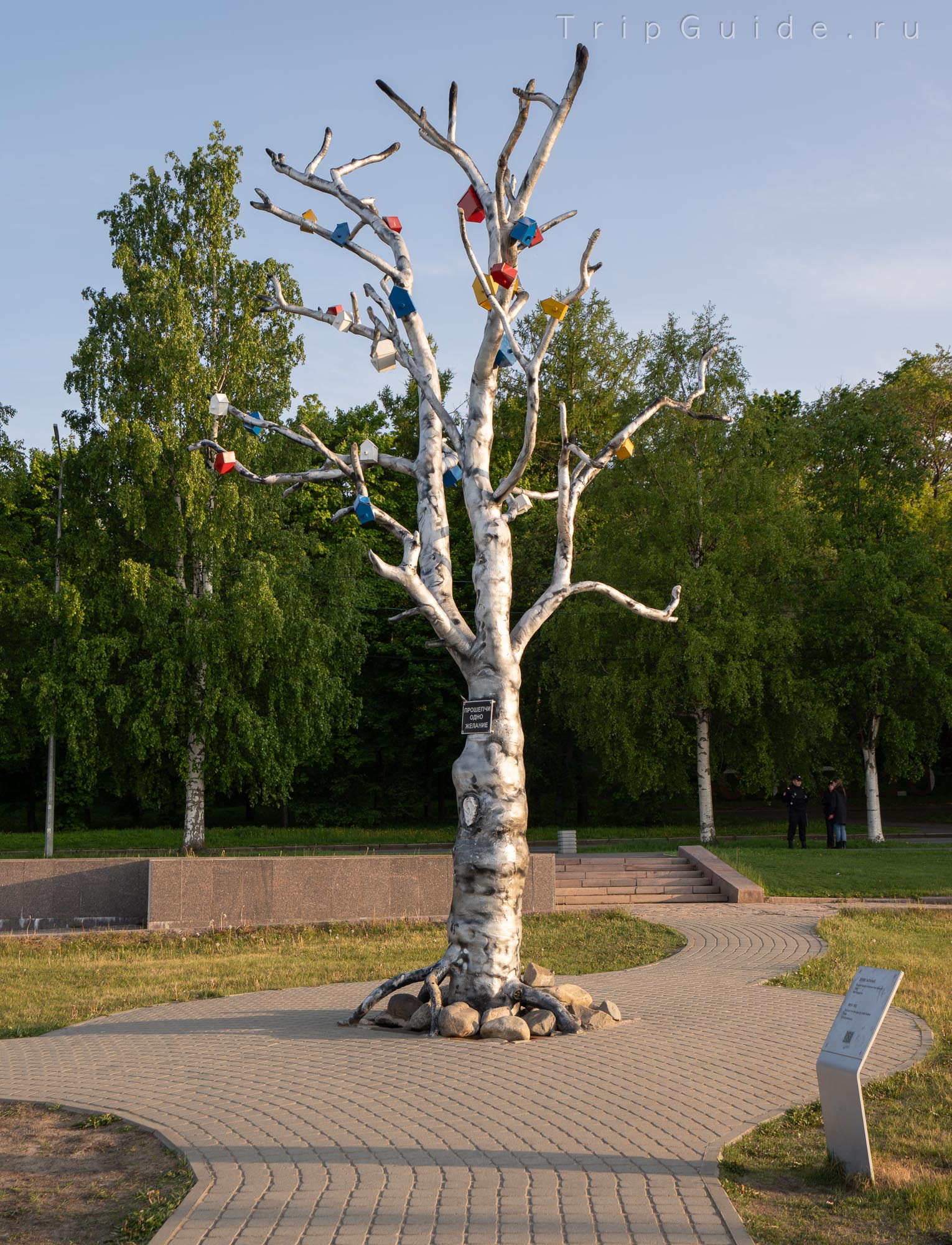 Дерево желаний, Петрозаводск Дерево желаний, Петрозаводск