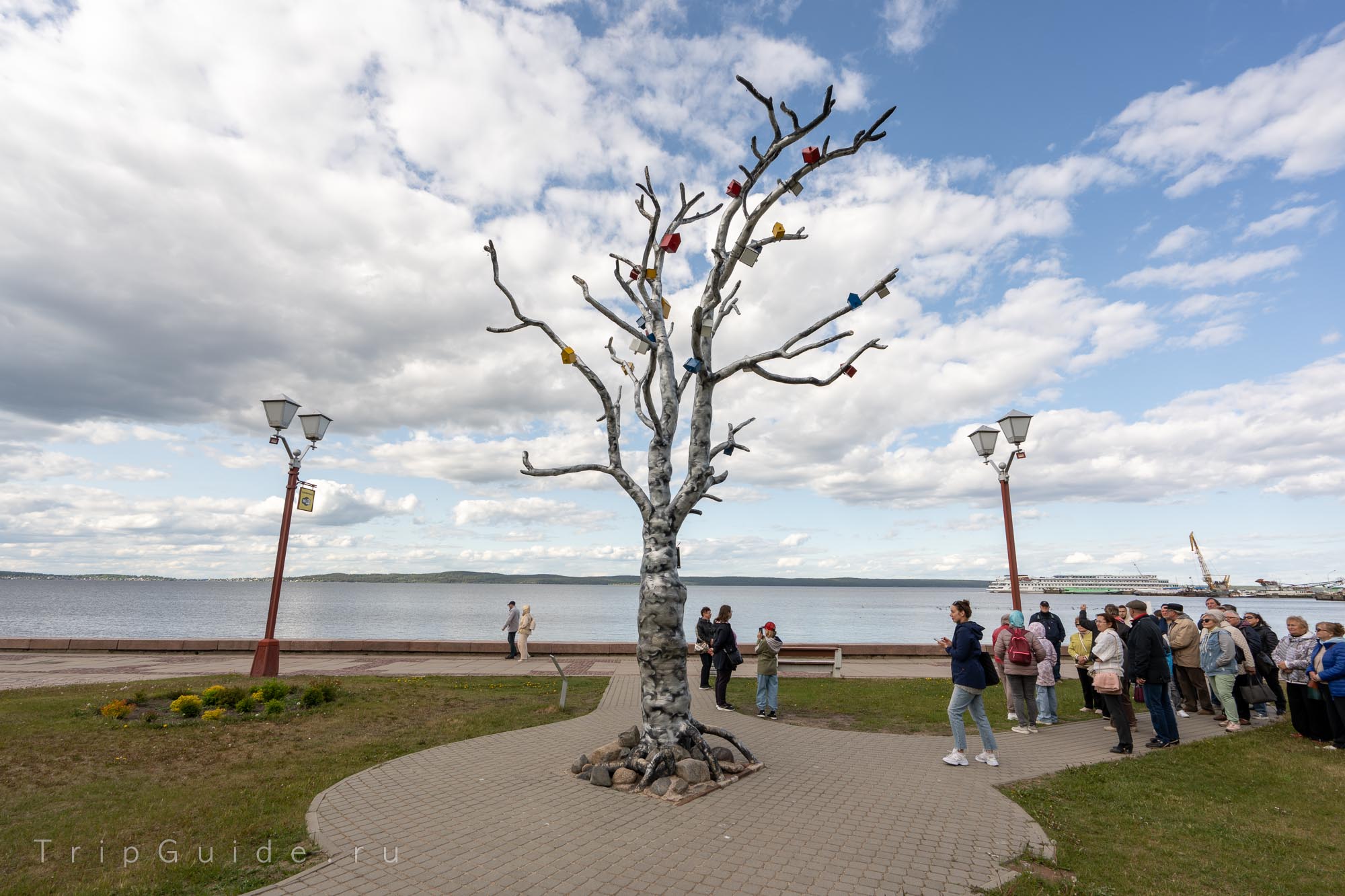 Дерево желаний в Петрозаводске Дерево желаний в Петрозаводске