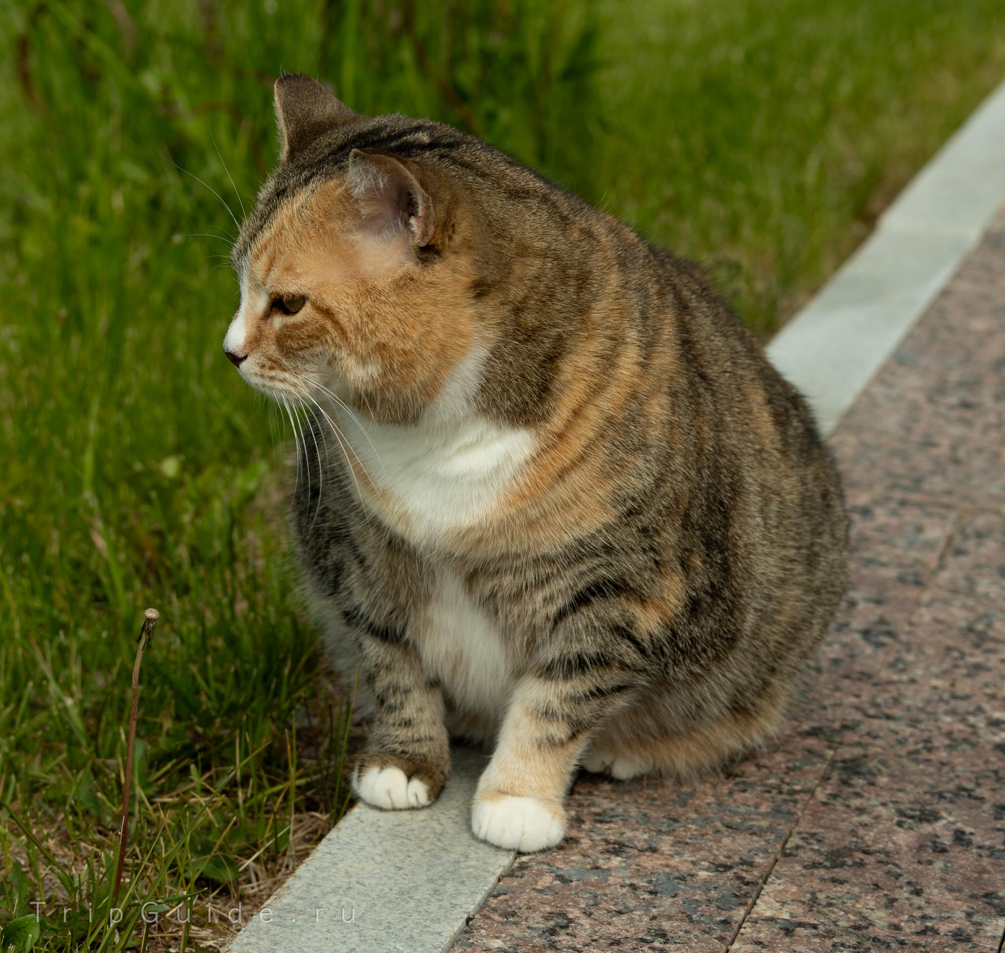 Трехцветный кот Трехцветный кот