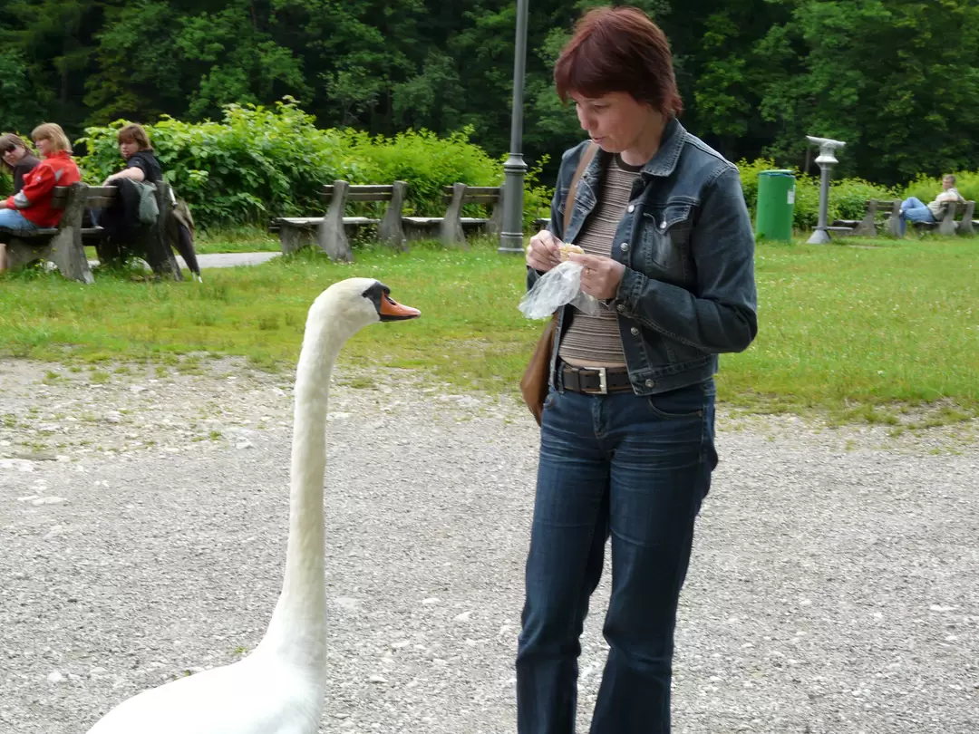 Hohenschwangau