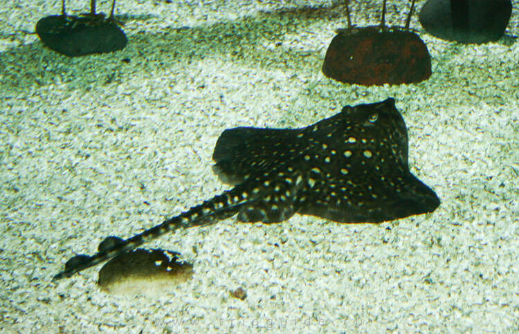 Океанариум SeaLife в Хельсинки – 7 фото