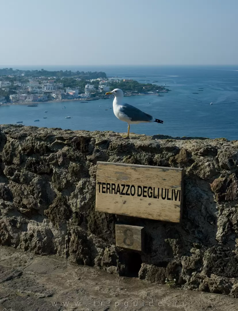 Оливковая терраса (Terrazzo degli ulivi) Оливковая терраса (Terrazzo degli ulivi)