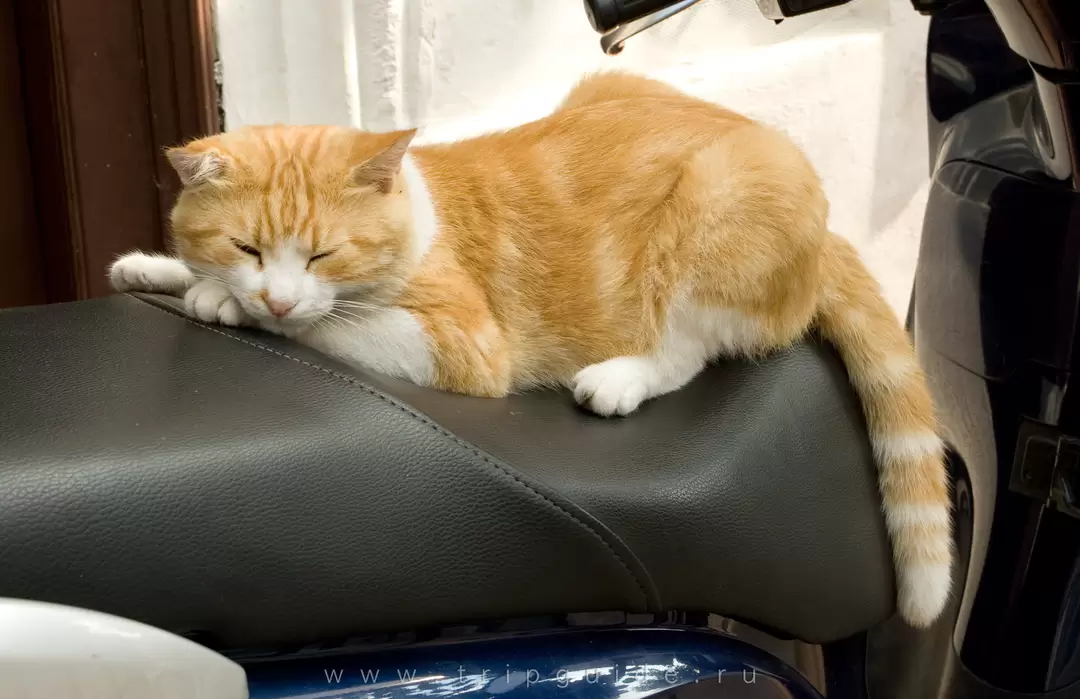 Кошка Кошка