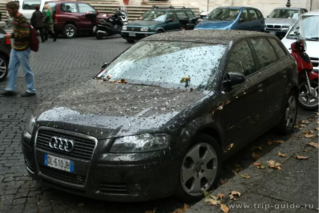 В Риме опасно оставлять машины под деревьями — могут обгадить