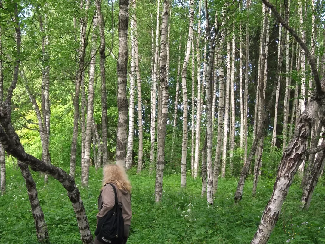 Карельская берёза Карельская берёза